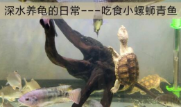 乌龟视频,诠释生命的从容与坚韧